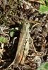 Chorthippus sp.